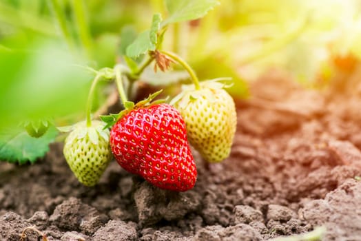 Strawberry plant. Strawberry bush. Strawberries are growing at garden.
