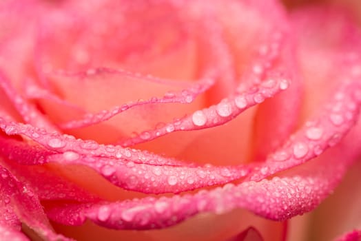 Pink rose flower with water drops. Water drops on rose. Flower background.