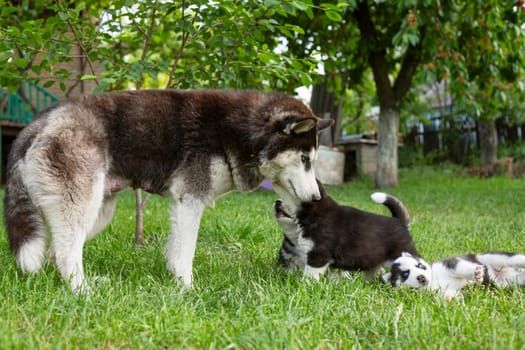 Cute little husky puppies playing with her dog mom outdoors on a meadow in the garden or park.