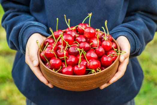 Childs hands are holding plate with ripe cherries. Fresh organic cherries. Harvest concept.
