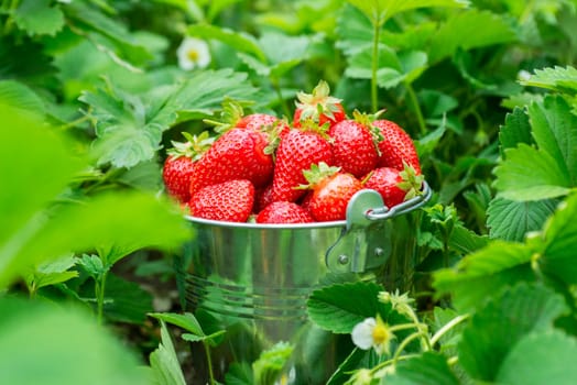 A bucket full of freshly picked strawberries in summer garden. Strawberry berries in a bucket on a strawberry bed.