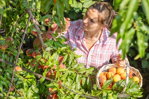 Harvesting peaches. Woman farmer picks ripe peaches ripe peaches from tree into basket in the garden.