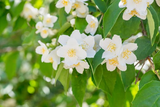 Beautiful white jasmine flowers. Beautiful blooming jasmine branch with white flowers. Natural background with jasmine flowers on a bush. Selective focus.