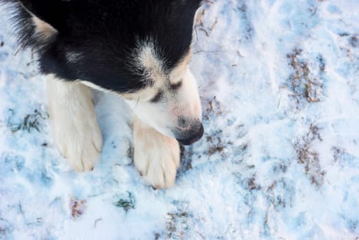 Siberian Husky dog lies on the on snow background. Siberian Husky dog black and white colour.