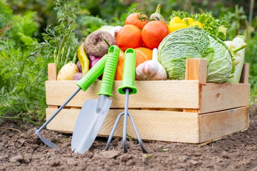 Fresh organic vegetables in a wooden box and garden tool on the background of a vegetable garden. Healthy food.
