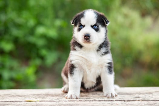 An adorable siberian husky puppy sitting on white wooden table on natural green background.