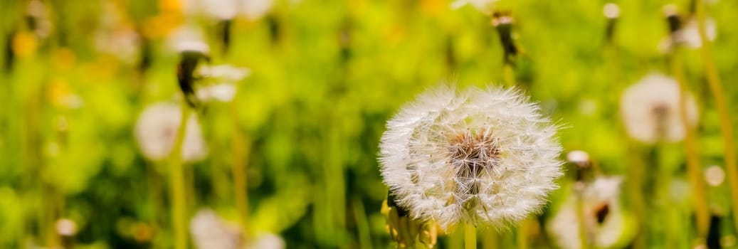 Field of dandelions, panoramic nature background, shallow depth of field.