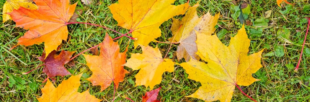 autumn background with maple leaves.Banner