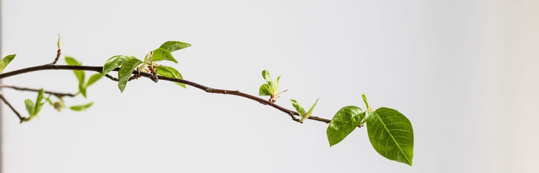 Tree buds in spring. Young large buds on branches against blurred background under the bright sun. Beautiful Fresh spring Natural background. Sunny day. View close up. Few buds for spring theme.