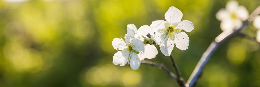 Blooming apple tree branches in spring garden. Close up for white apple flower buds on a branch.