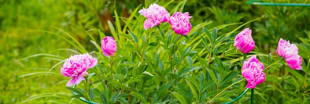 beautiful gently pink-white terry peony flower blooming in the garden with purple lavender blossoms