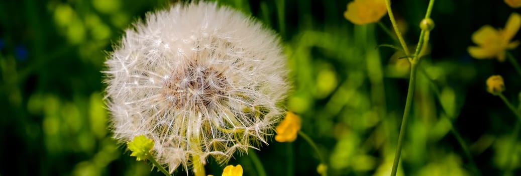 Field of dandelions, panoramic nature background, shallow depth of field.