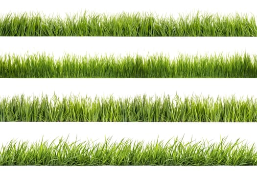 A set of long horizontal stripes of green grass cut out on a transparent background in PNG format. A strip of grass with various sprouts, side view, close-up