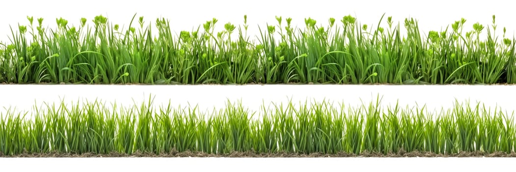 A set of long horizontal stripes of green grass cut out on a transparent background in PNG format. A strip of grass with various sprouts, side view, close-up