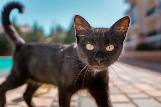 Close up of a black cat in the back yard.