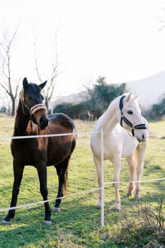White and bay horses stand near a rope fence on a green lawn. High quality photo
