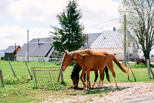 Brown horses graze on a green field near a fence near village houses. High quality photo