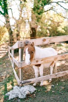 Small pony with a brown head peeks out from behind a wooden fence on a ranch. High quality photo