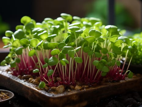 Closeup of microgreens sprouts ready to eat. Growing microgreens at home. Generative AI.