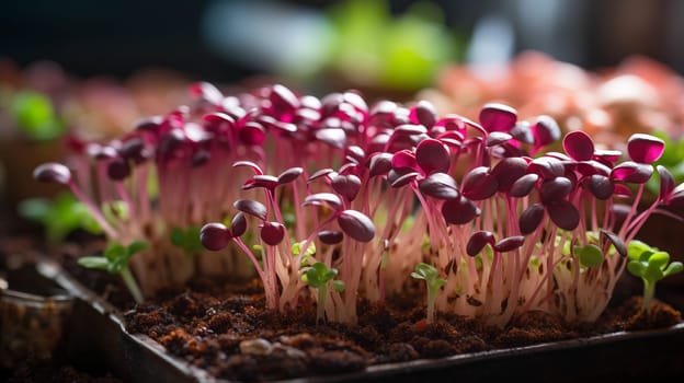 Closeup of microgreens sprouts ready to eat. Growing microgreens at home. Generative AI.