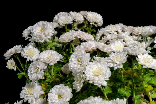 Show white chrysanthemum on a black background. Flower head close-up.