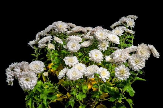 Show white chrysanthemum on a black background. Flower head close-up.