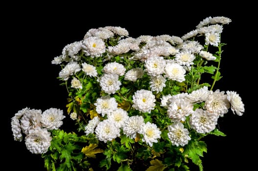 Show white chrysanthemum on a black background. Flower head close-up.