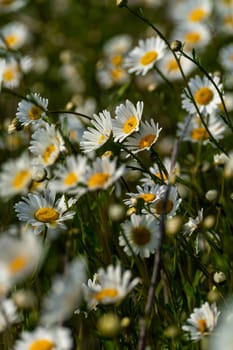 Daisy Chamomile background. Beautiful nature scene with blooming chamomilles in sun flare. Sunny day. Summer flowers