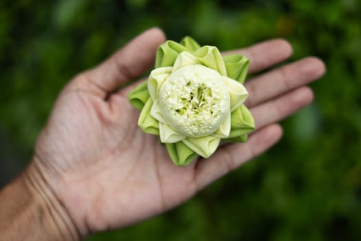 close up of white lotus bud on hand background. Folding white lotus petal on Hand, Thai traditional style.