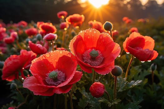 Beautiful poppy field in the sun.