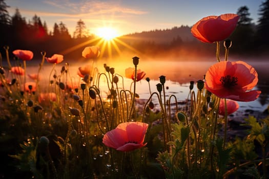 Beautiful poppy field in the sunshine.