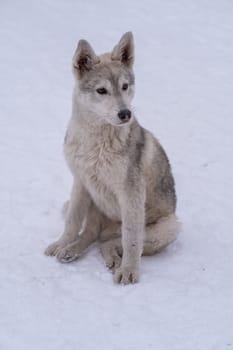 Stray beautiful dog in the snow on a cold winter day. Stray dog with sad eyes. Stray animals, social problems, safety,