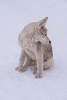 Stray beautiful dog in the snow on a cold winter day. Stray dog with sad eyes. Stray animals, social problems, safety,
