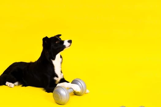 Border collie dog with a dumbbell shape apporte training object isolated