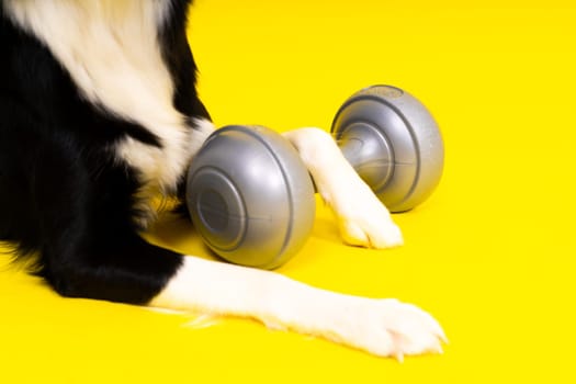 Border collie dog with a dumbbell shape apporte training object isolated