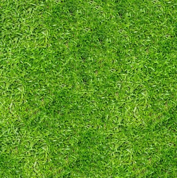 Background texture of green grass close-up view from above