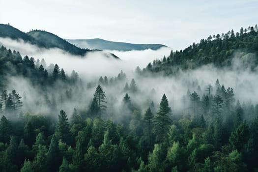 Top view of a misty coniferous forest.