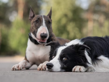 Black and white border collie and brindle bull terrier lie side by side on a walk