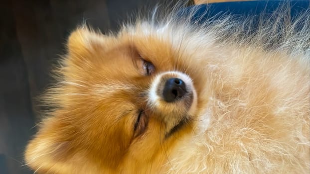 Pomeranian Spitz dog cute lovely pose smiling fluffy Pomerania spitz with rounded face, very happy good for background content close up photo