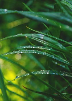 Water drops on grass leaves. Selective focus. Nature.