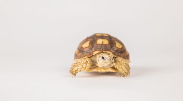 An isolated portrait of the sulcata tortoise, an African reptile known for its patience and beauty. The tortoise's unique design and cute appearance make it a true marvel of nature.