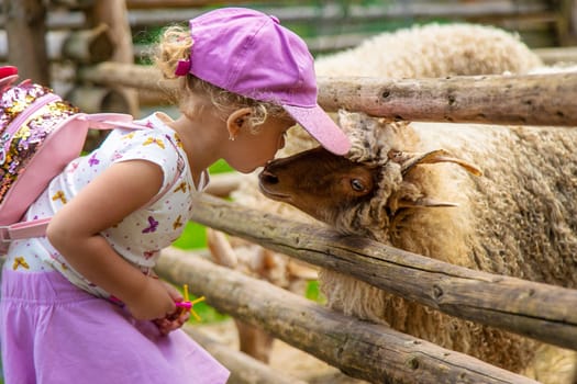 A child feeds a sheep on a farm. Selective focus. Kid.