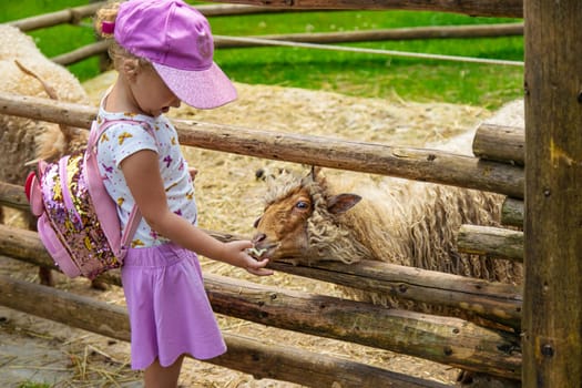 A child feeds a sheep on a farm. Selective focus. Kid.