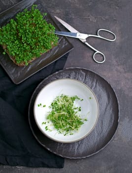 Assortment of micro greens at black background, copy space, top view. Healthy lifestyle