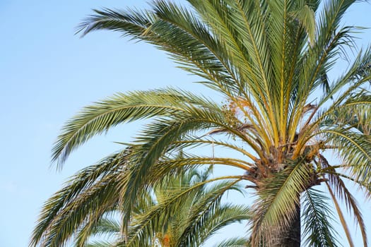 Green leaves and fruits of the date palm. Palm tree background.