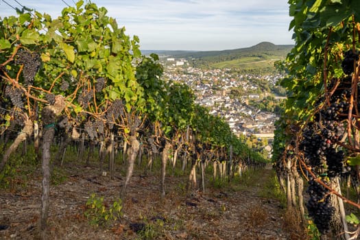 Panoramic image of vinyard during autumn, Ahr, Rhineland-Palatinate, Germany