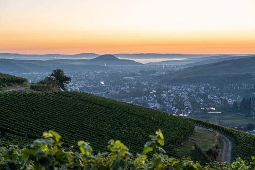 Panoramic image of vinyard during autumn, Ahr, Rhineland-Palatinate, Germany