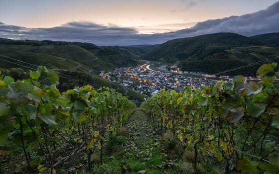 Panoramic image of vinyard during autumn, Dernau, Ahr, Rhineland-Palatinate, Germany