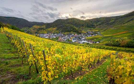 Panoramic image of vinyard close to Mayschoss during autumn, Ahr, Rhineland-Palatinate, Germany