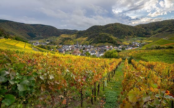 Panoramic image of vinyard close to Mayschoss during autumn, Ahr, Rhineland-Palatinate, Germany